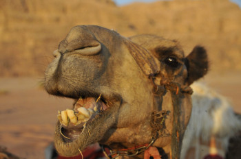 Jordanie, <br> terre de trésors légendaires